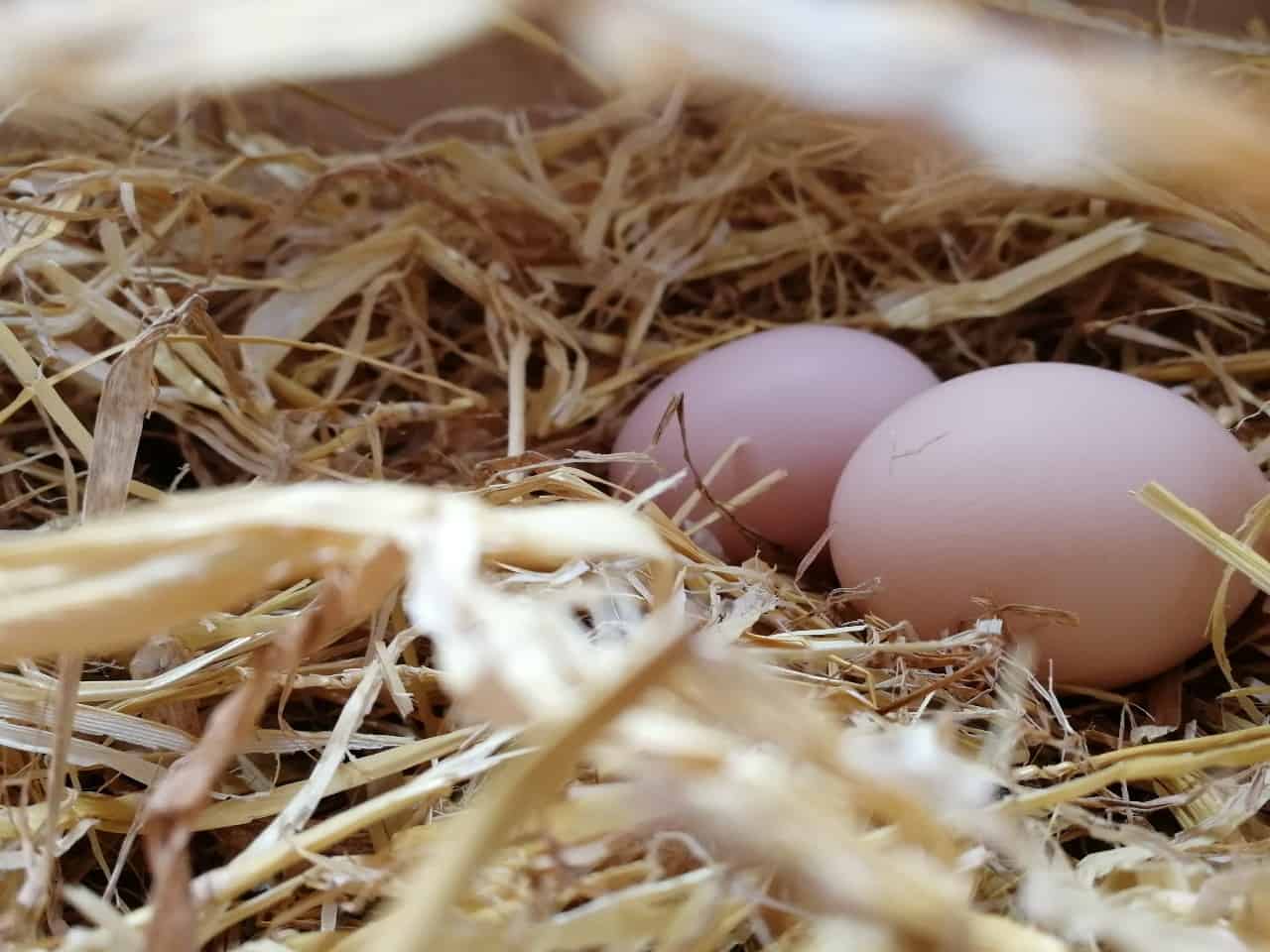 An image of two dove eggs in a nest.