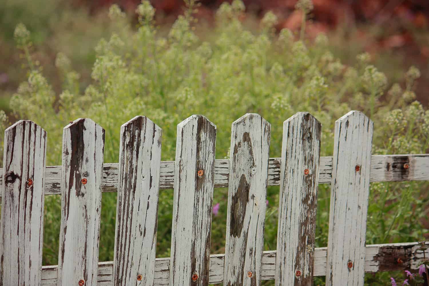 Worn out white picket fence.