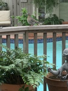 A dove perched on a rail overlooking a pool.