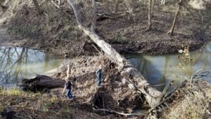 An image of a tree laying across a stream.