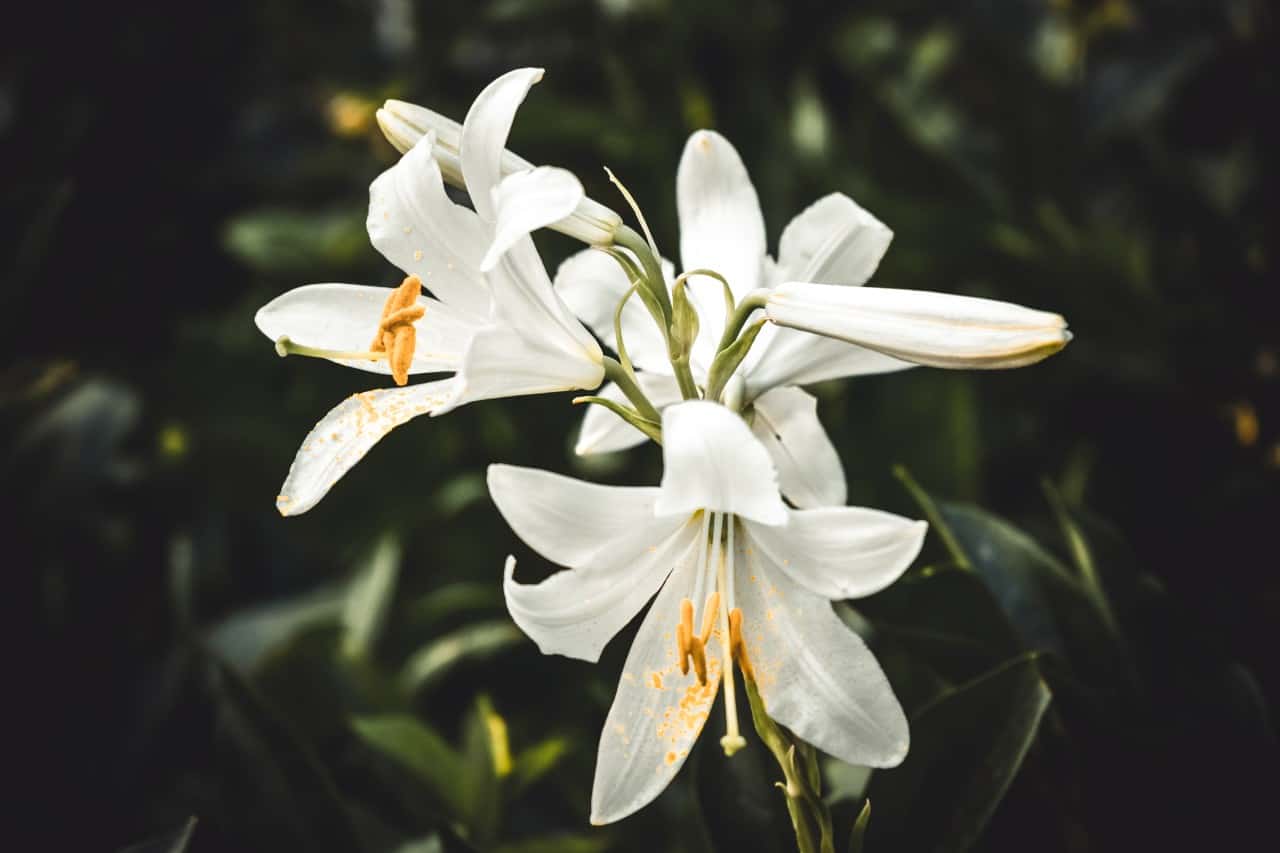 White lilies with green leaves.
