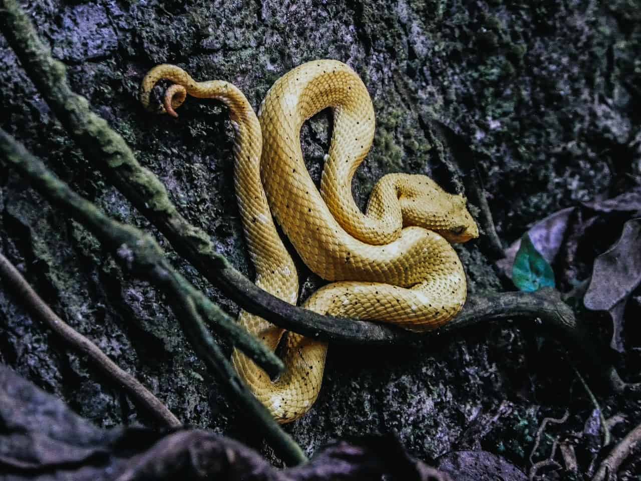 A yellow snake on vines in a tree.
