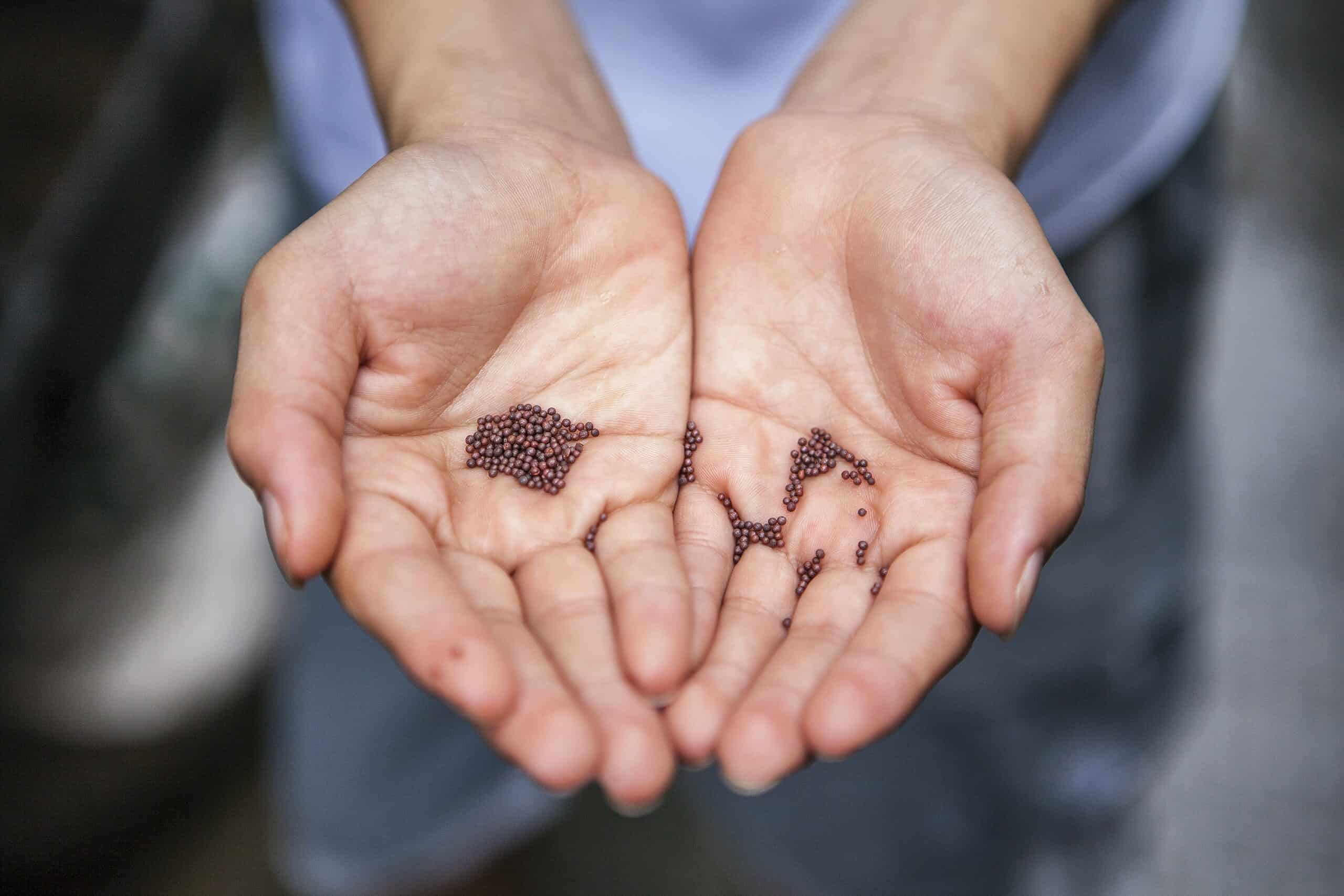 two hands holding small seeds