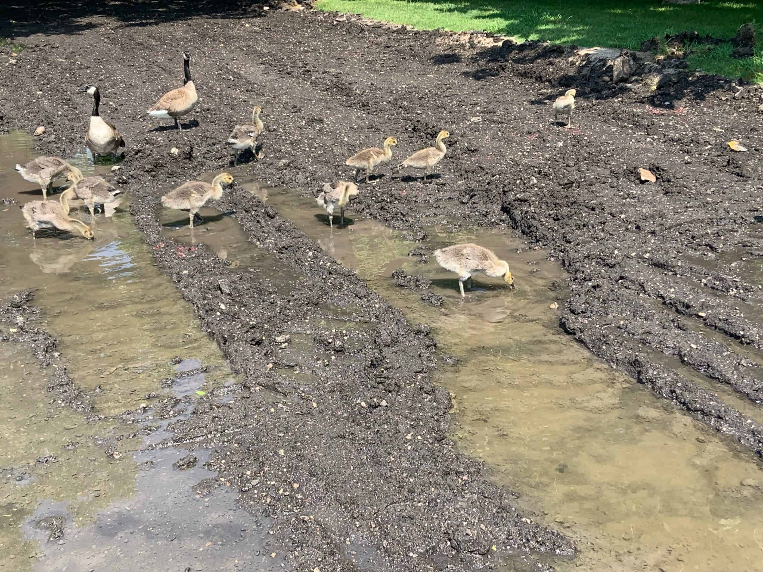 Geese playing in mud and eating