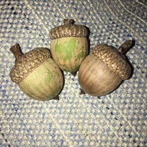 Closeup of 3 acorns