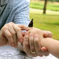 The hand of a Grandfather is holding the hand of a young toddler child, putting a Red Admiral butterfly on his finger outside in the summer.