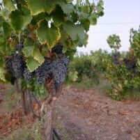 A picture of grape vines.