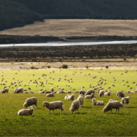 A flock of sheep in a pasture.