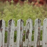 Worn out white picket fence.