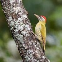 A woodpecker perched on a tree.